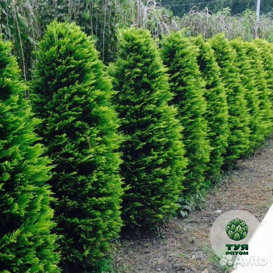 Туя смарагд 150 см