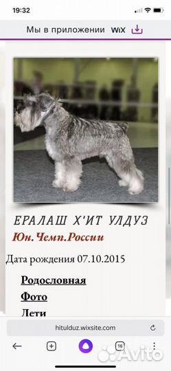 Цвергшнауцер вязка