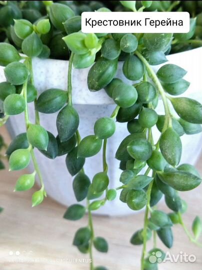 Ампельные растения. Суккуленты. Крестовник