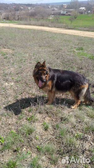 Кабель немецкой овчарки ищет подружку,для вязки