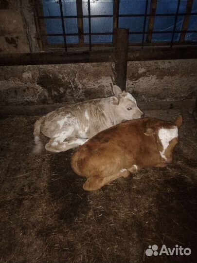 Телята бычки