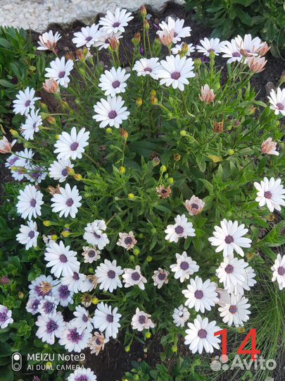 Остеоспермум вегетативный