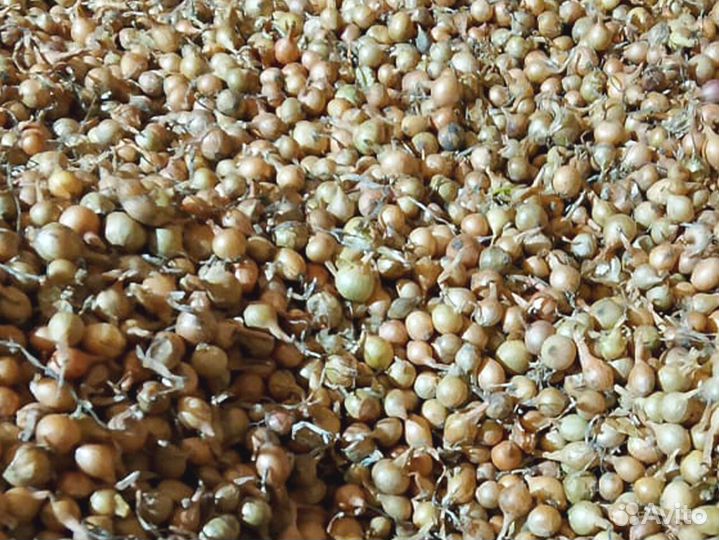 Лук севок Штудгарт всех групп и выборка