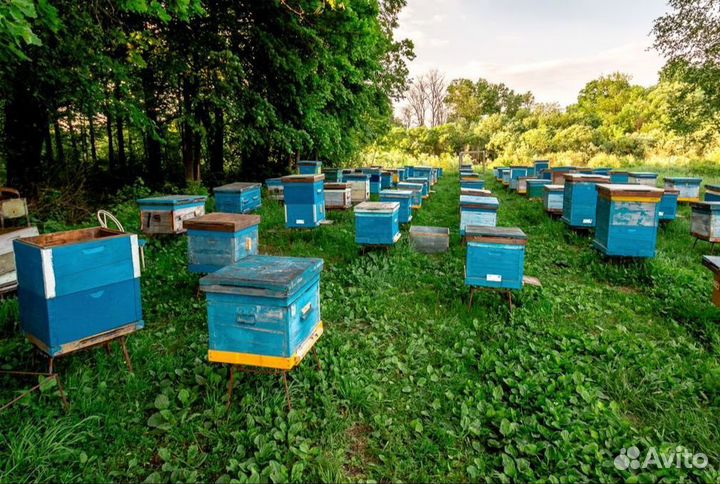 Донниковый свежий натуральный мёд 2023 г. опт