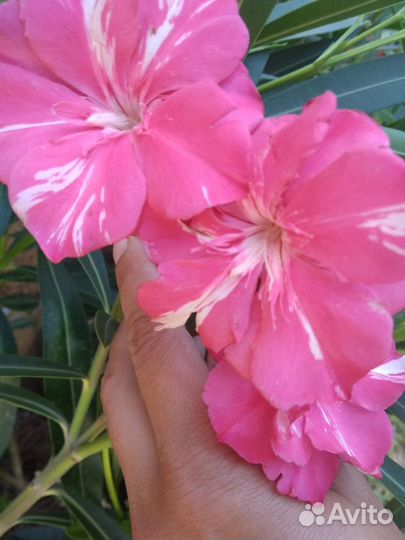 Nerium oleander олеандр 2