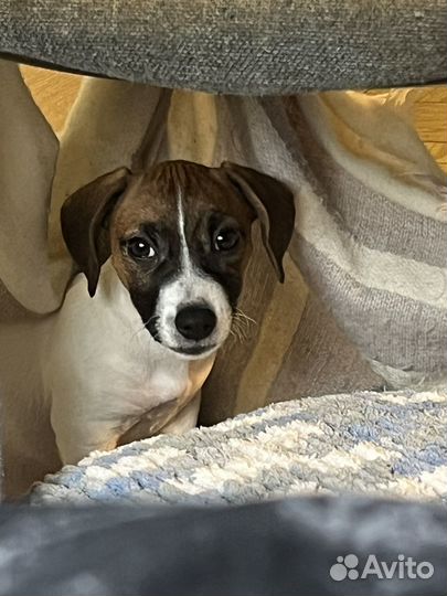 Продаю собаку
