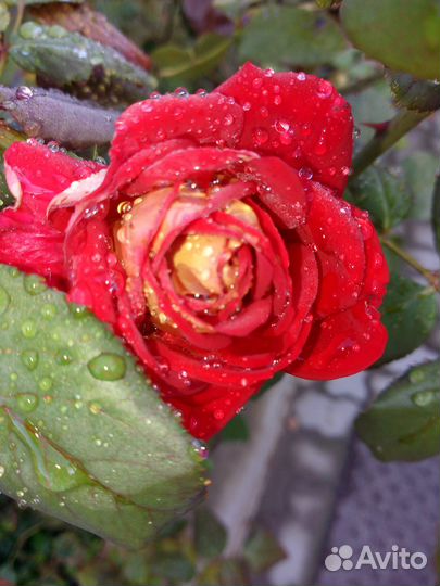 Розы садовая саженцы