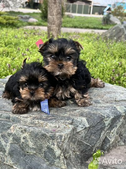 Йоркширский терьер