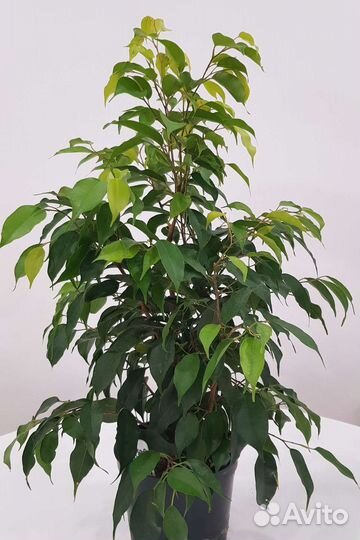 Фикус Бенджамина Экзотика