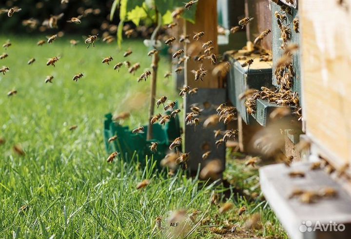 2024 Мёд натуральный алтайский опт