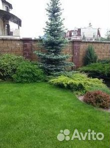 Газон рулонный