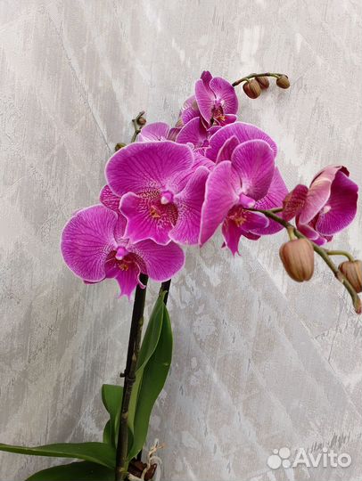 Орхидея фаленопсис Биг-Лип очень яркая