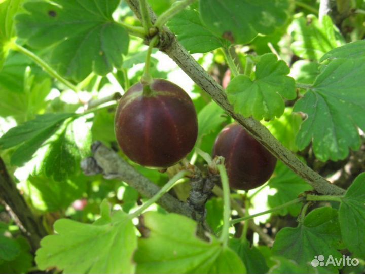 Саженцы крыжовника Черномор