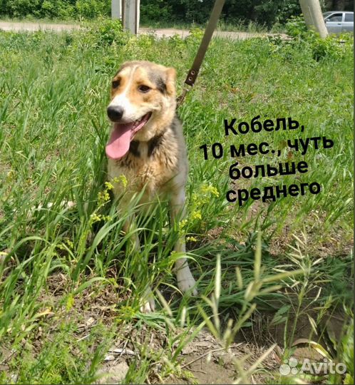 Мухтар