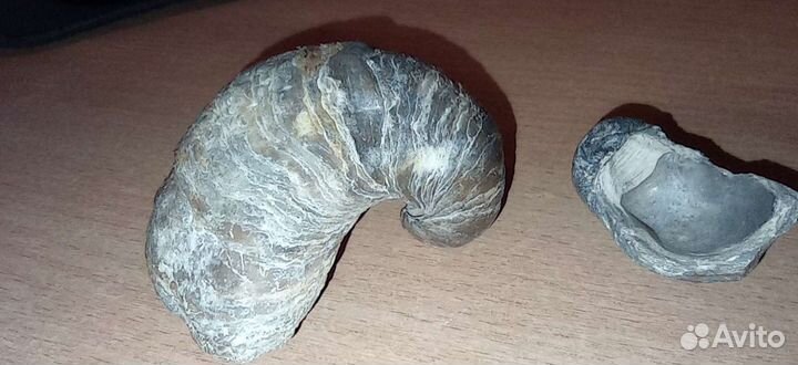 Ископаемые молюски