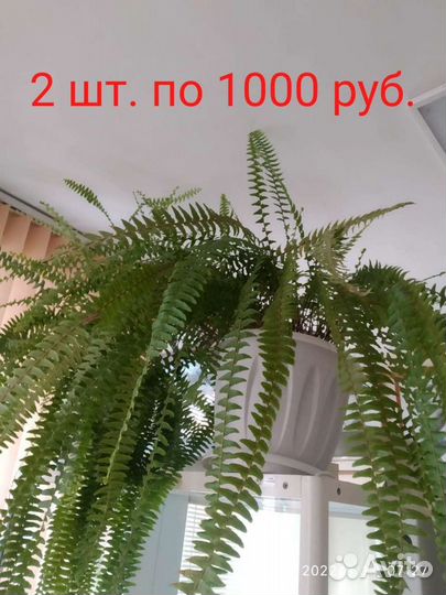 Комнатные растения цветы