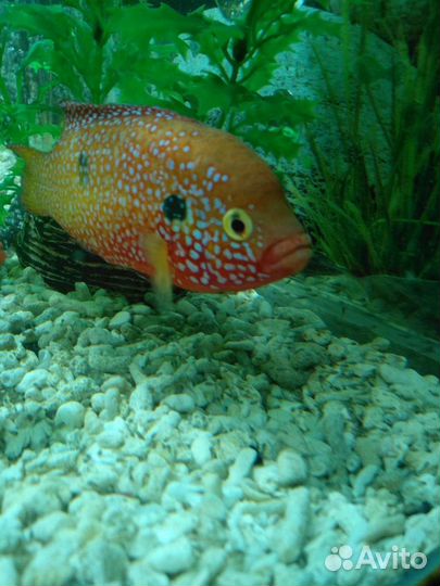 Аквариумные рыбки