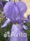 Ирисы