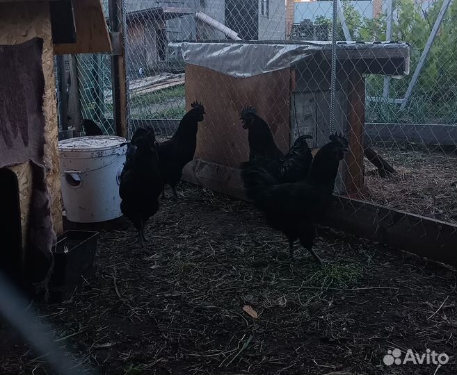 Петухи Ухейилюй на племя