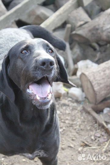 Метис лабрадора и курцхаара в добрые руки