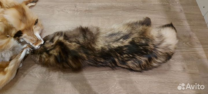 Шкура лисы и енота
