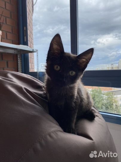 Котята мышеловы даром