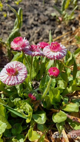 Маргаритки