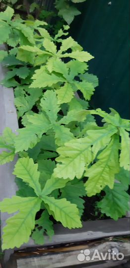 Дуб дальневосточный