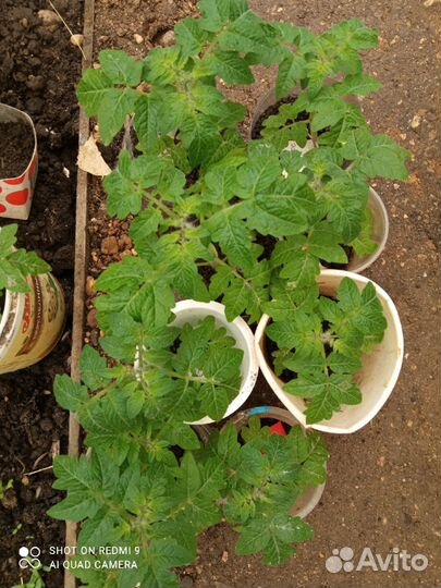 Рассада комнатных помидоров и перцев