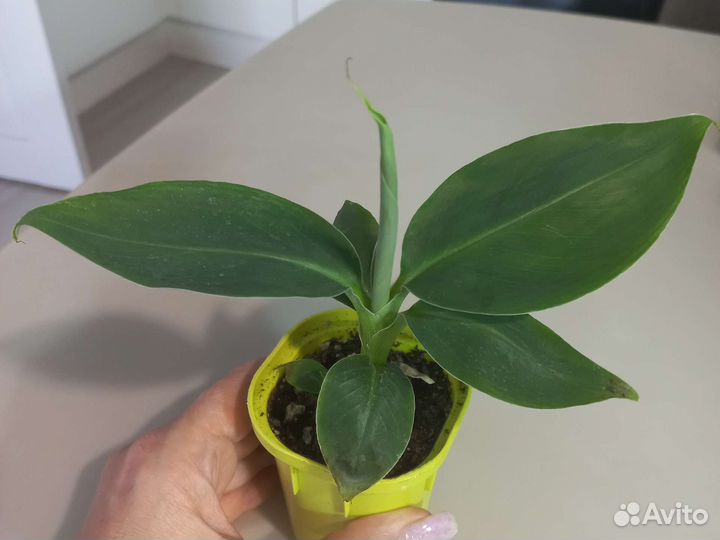 Банан комнатный