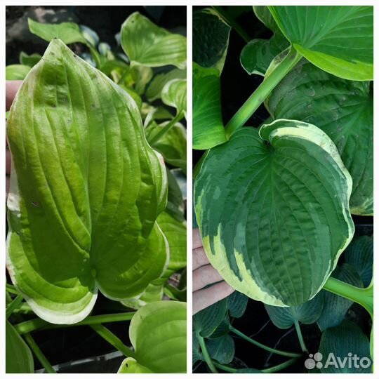 Хосты и декоративные