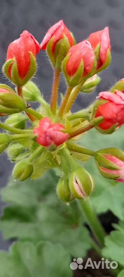 Ред-пандора,тюльпановидная пеларгония