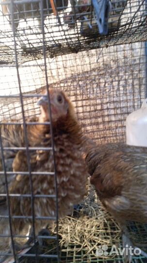 Петухи и курицы корольки