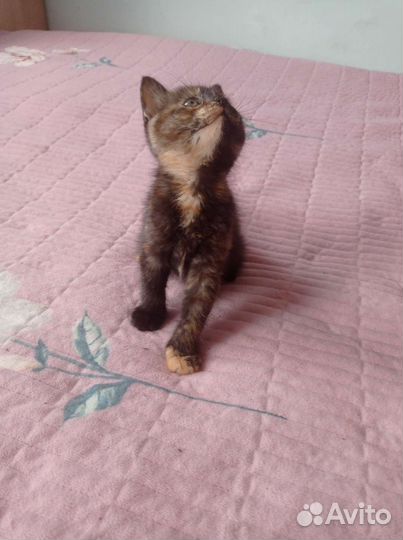 Кошка в дар