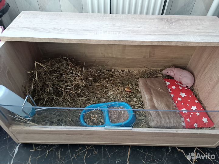 Морские свинки скинни девочки 8шт доставка