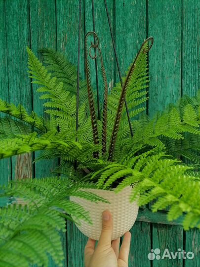 Папоротник