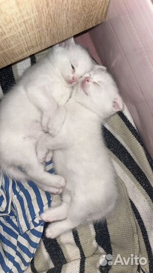 Продаются котята