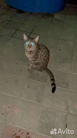 Котик-подросток в добрые руки