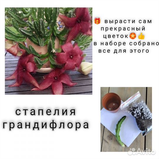Стапелия Грандифлора.Набор для самост. укоренения