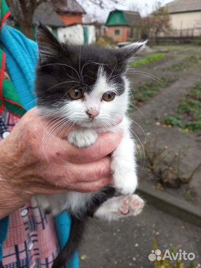 Кошки в добрые руки бесплатно