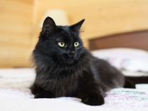 Пушистая длинношерстная черная кошка 2 года