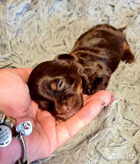 Шоколадный йорк