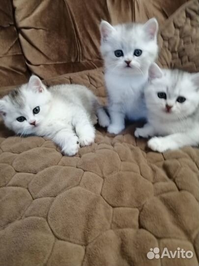 Британские котята