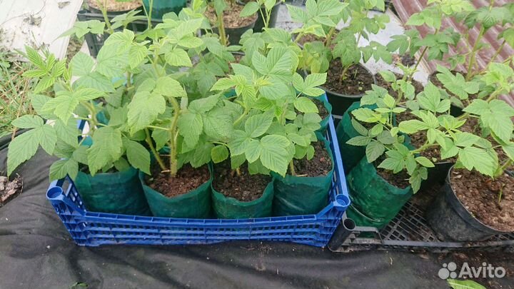 Малина летняя желтая Golden Queen