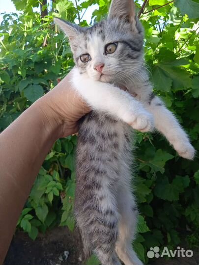 Котята бесплатно