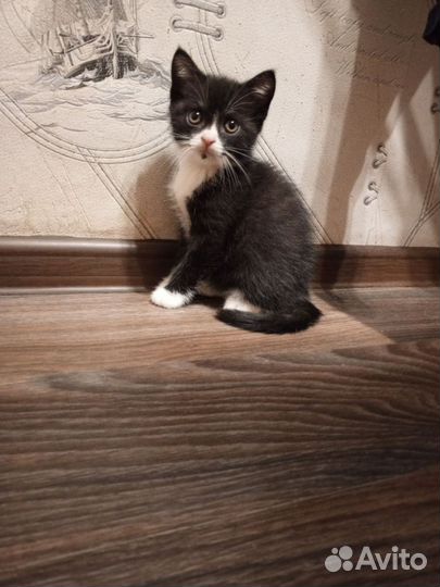 Котята мальчики 2 мес