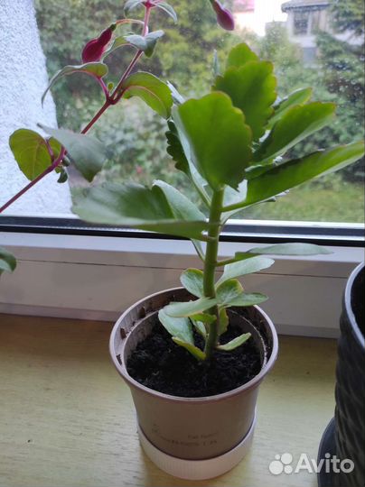 Комнатные цветы