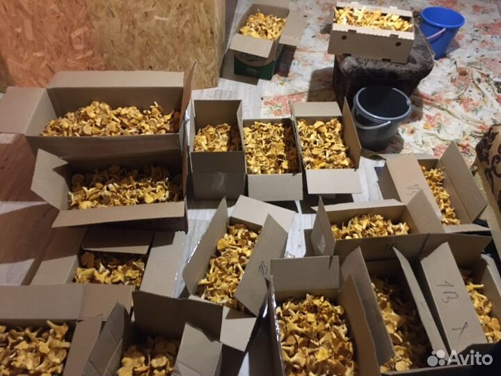 Грибы лисички