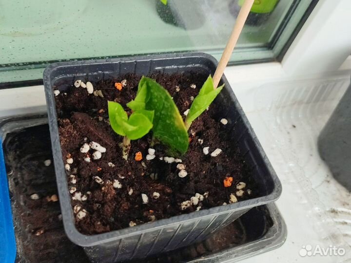 Замиокулькас