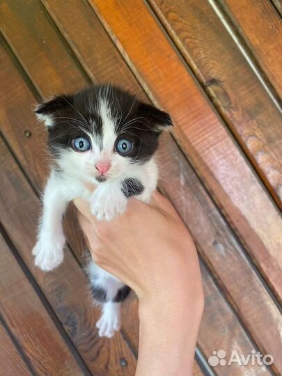 Котята в дар